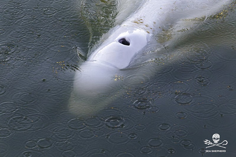 In this image, taken Saturday, Aug. 6, 2022 by environmental group Sea Shepherd, shows a Beluga whale in the Seine river in Notre Dame de la Garenne, west of Paris. (Sea Shepherd via AP)