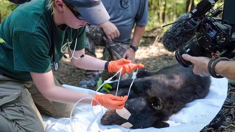 The Arkansas Game and Fish Commission is looking for landowners willing to let them find and place GPS collars on female bears in Ashley, Bradley, Calhoun, Clark, Cleveland, Columbia, Drew, Nevada, Ouachita and Union counties. 
(Special to The Commercial/Arkansas Game and Fish Commission)
