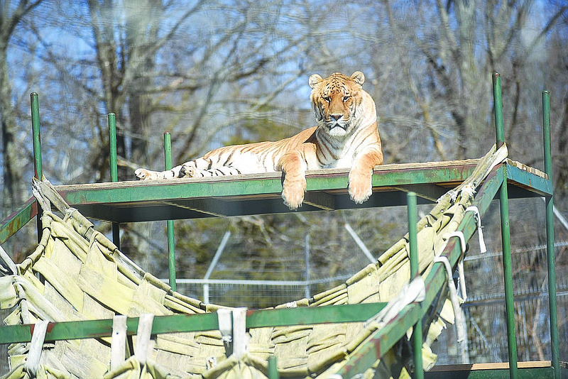 A li-liger basks in sunshine March 2 2022 at Turpentine Creek Wildlife Refuge south of Eureka Springs(NWA Democrat-Gazette/Flip Putthoff)