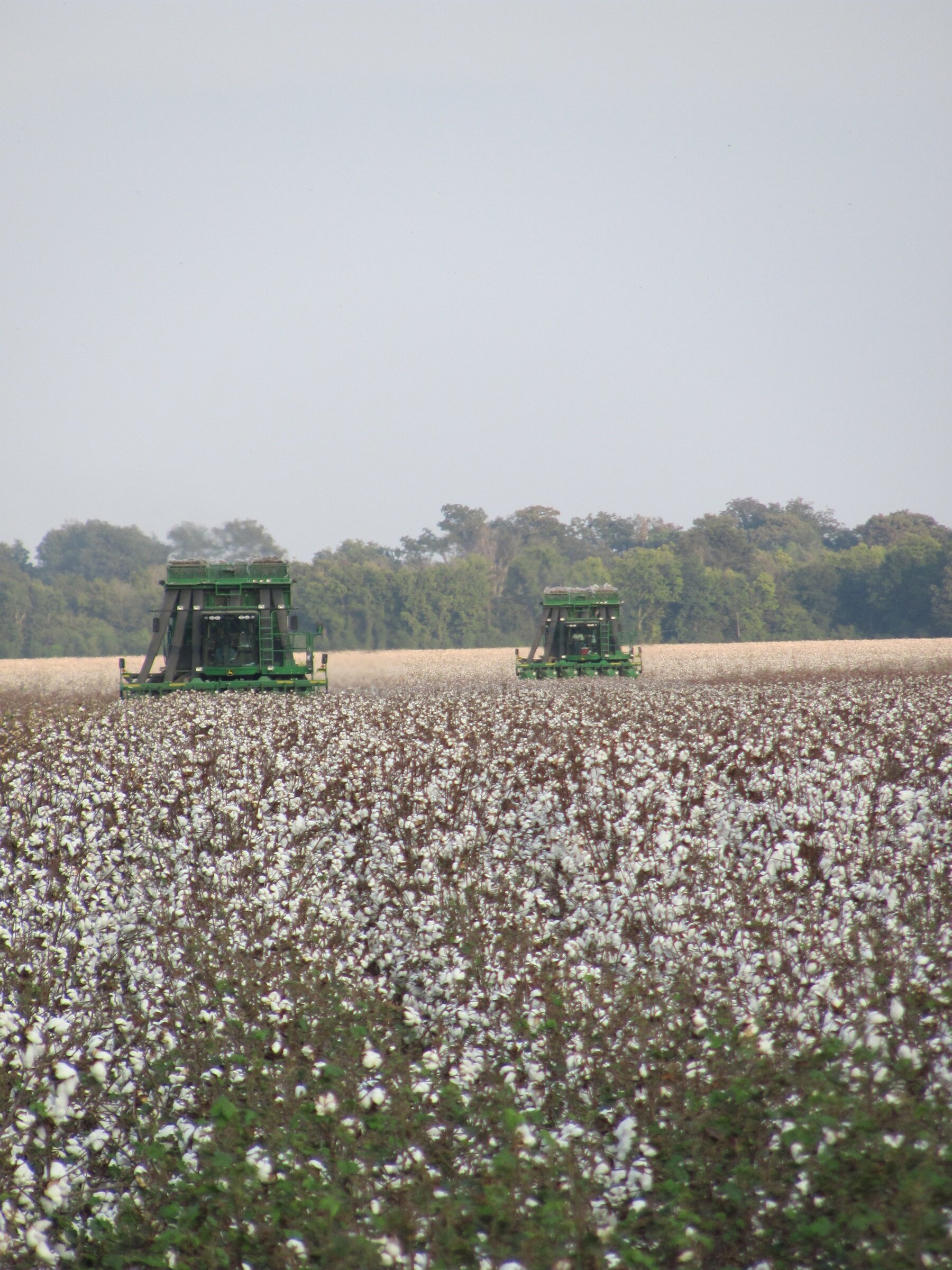 Low cotton harvest is predicted