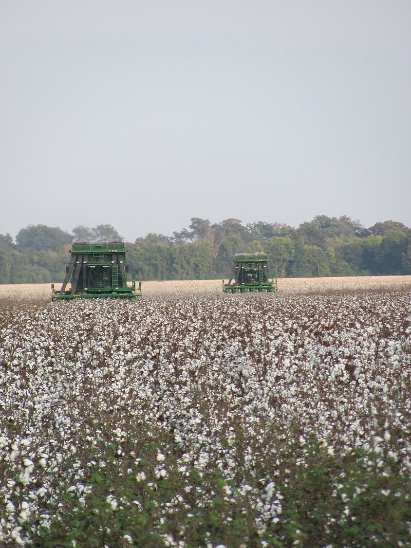 State cotton farmers gather for boll weevil meeting