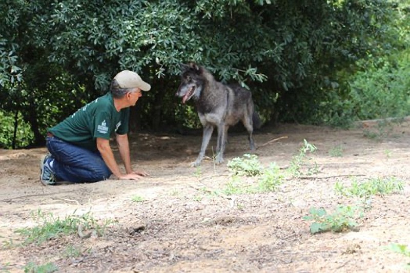 Photo contributed by Jim Watson/ Jim Watson reunites with “Chaco,” a gray wolf he met back in 2015 during his first professional development program relating to wolves.