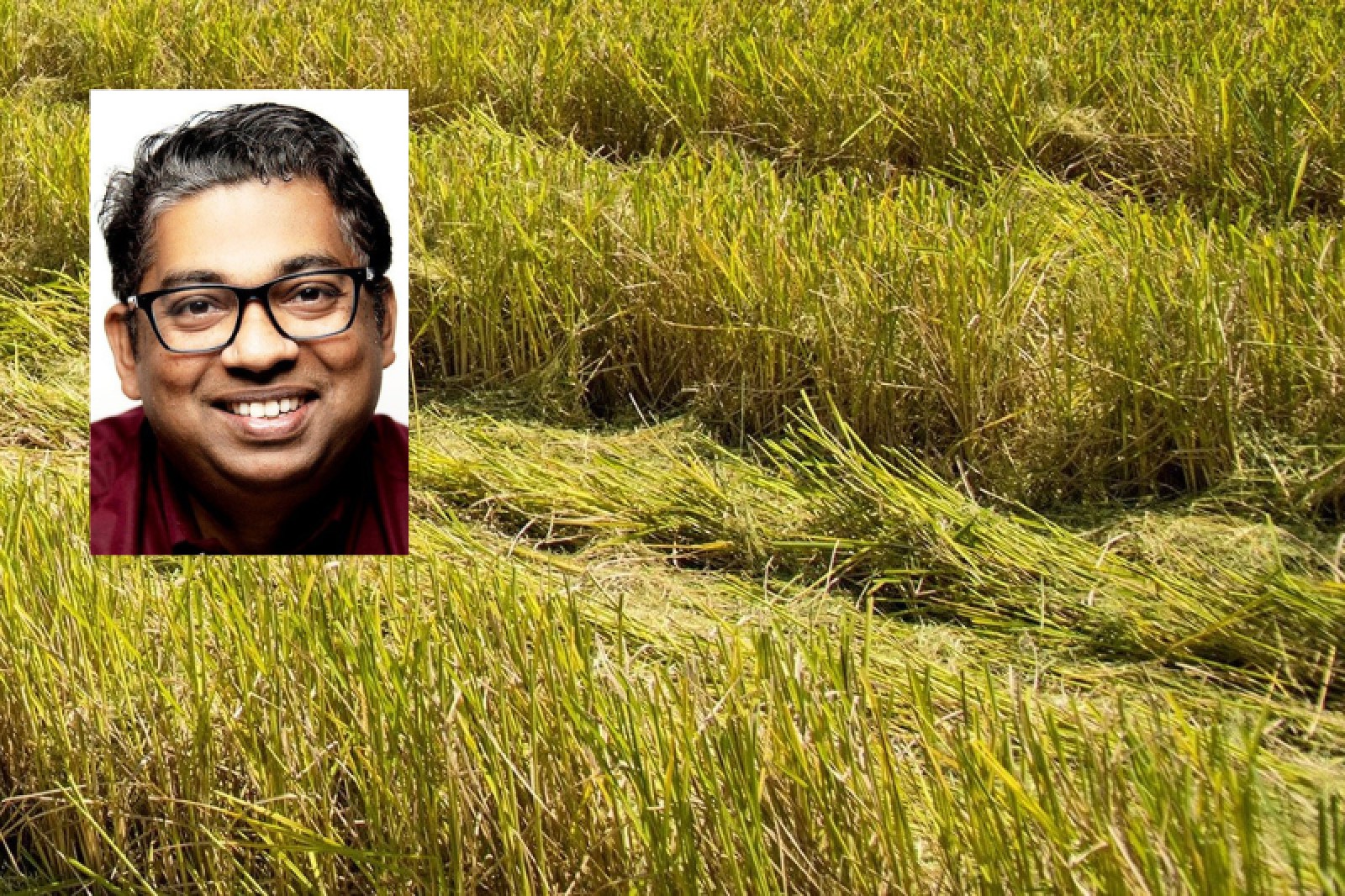UA hire focused on plant defense