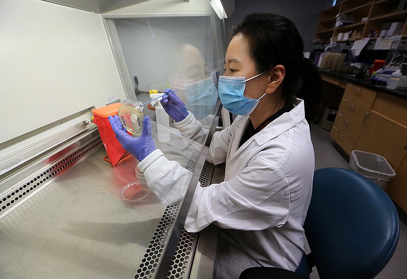 Sun Hee Moon, post doctoral fellow at the UAMS College of Public Health, scrapes bacteria from a petrie dish while working in the lab on Thursday, Aug. 18, 2022, at University of Arkansas for Medical Science in Little Rock. .(Arkansas Democrat-Gazette/Thomas Metthe)