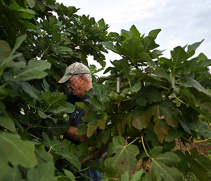 Chuck Nash picks figs in his plot at the community garden in Two Rivers on Monday, Aug. 22, 2022. (Arkansas Democrat-Gazette/Stephen Swofford)