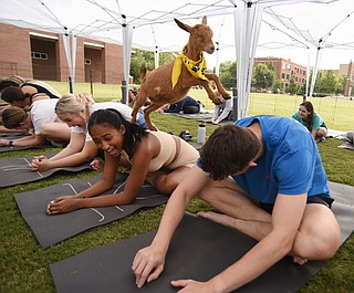 Goat Class Photos: Goating back to school | Chattanooga Times Free Press