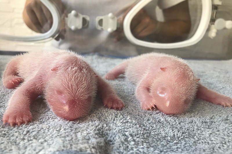 Panda twins born in China as species struggles for survival