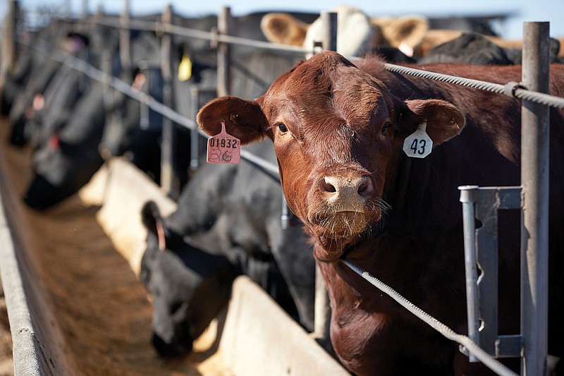 Cattle fill a feedlot in Columbus, Neb., in this 2020 file photo. Walmart Inc.’s recent purchase of a minority stake in Nebraska-based Sustainable Beef LLC will help it build a processing center from which Walmart can source fresh beef.
(AP)