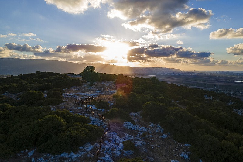 Goats gaze on a hillside where Beduins have grazed their animals for generations near Rumihat in the Galilee region, Israel, Tuesday, Aug. 23, 2022. Plans to turn the 2,500-acre area into a wildlife corridor have sparked rare protest from Bedouin in the northern Galilee region (AP/Ariel Schalit)