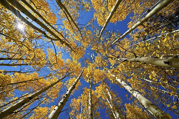 Focus on nature - Vimarsana News