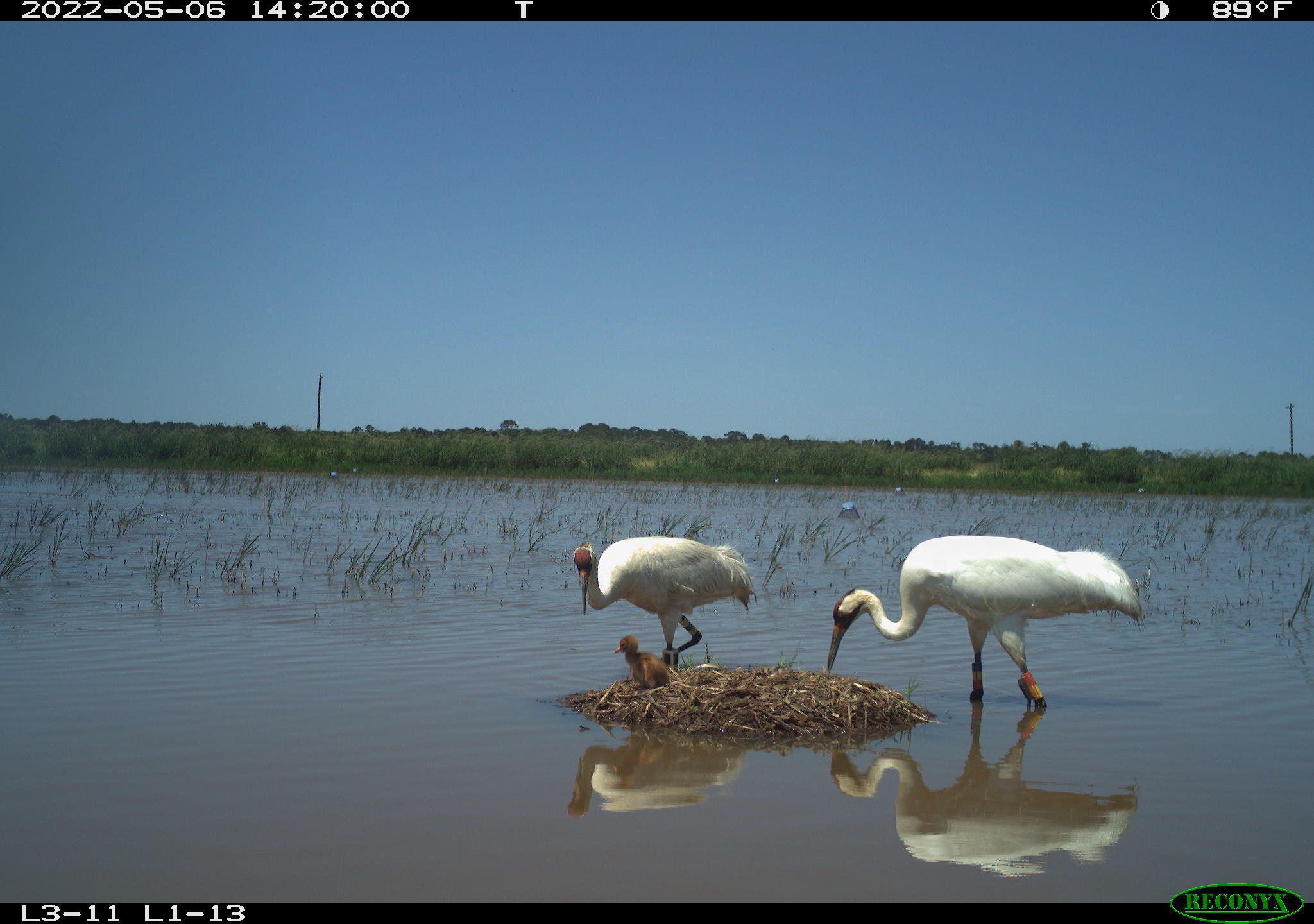 In this image obtained via trail camera and provided by the Louisiana Department of Wildlife and Fisheries, two adult whooping cranes, one female and the other male, stand over a one-day-old chick in Allen Parish, La., on May 6, 2022. (Louisiana Department of Wildlife and Fisheries via AP)