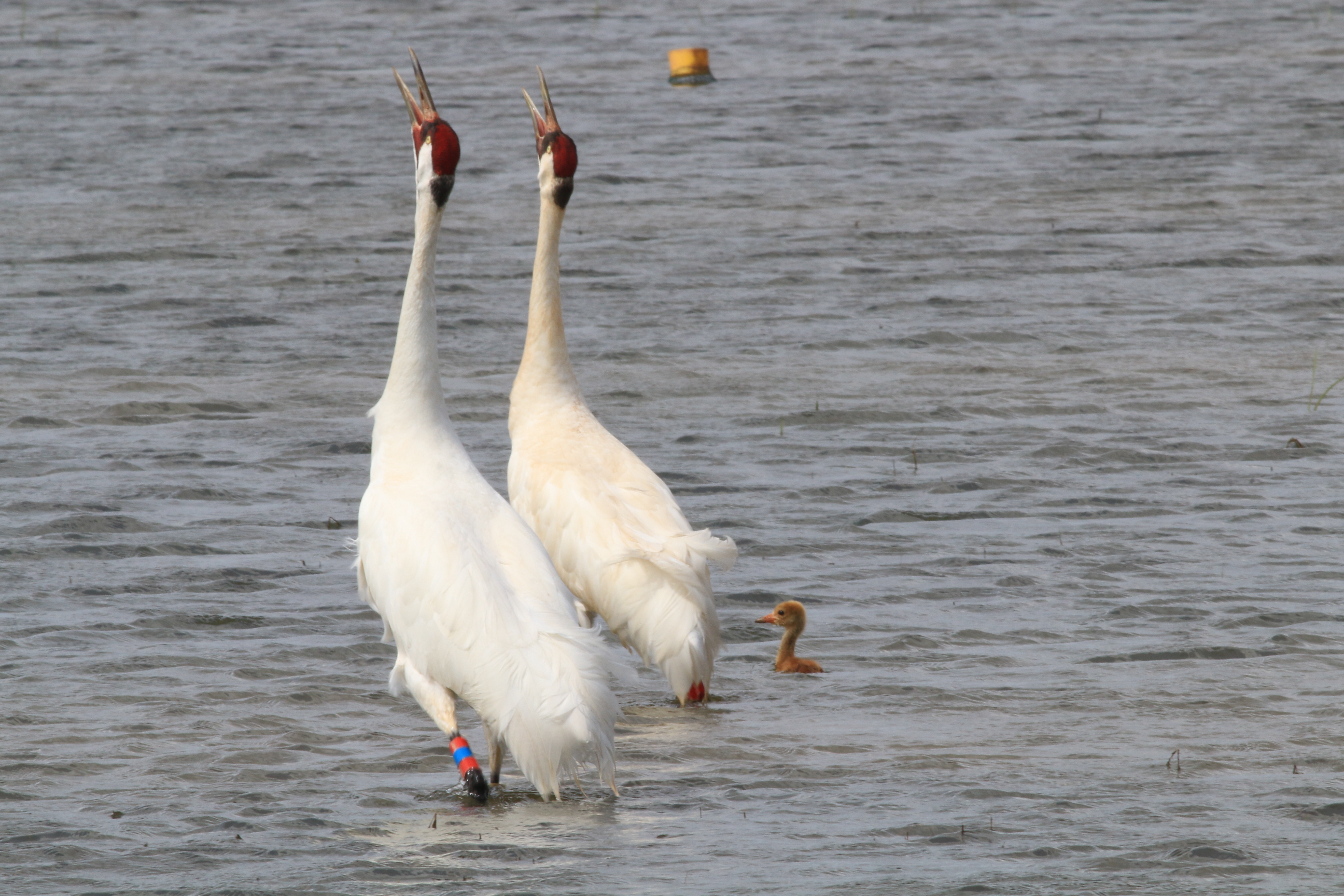 In this image taken by wildlife biologist Sara Zimorski, and provided by the Louisiana Department of Wildlife and Fisheries, two adult whooping cranes, one female and the other male, and an 11-day-old chick wade in Avoyelles Parish, La., March 29, 2022. (Sara Zimorski/Louisiana Department of Wildlife and Fisheries via AP)