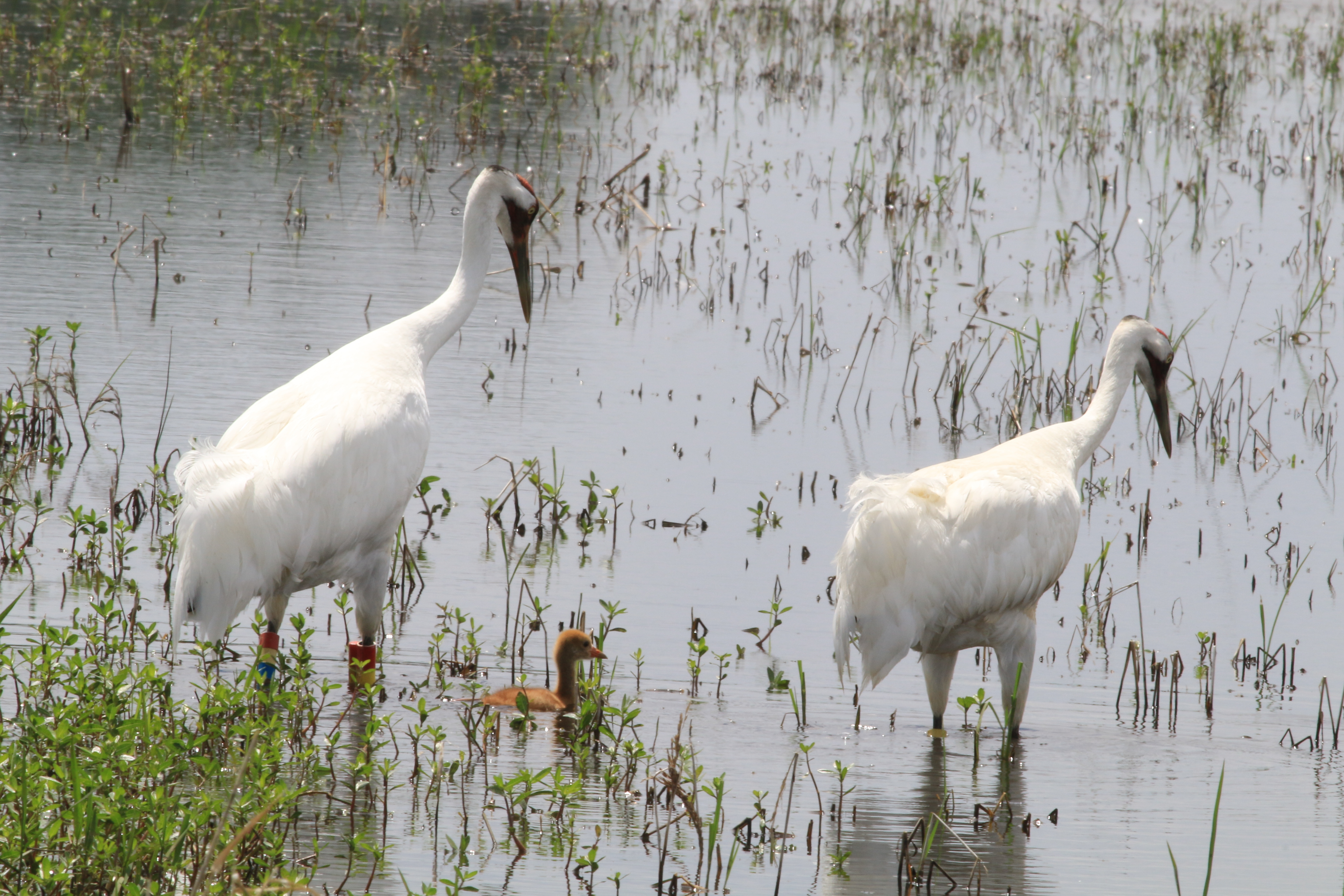 In this image taken by wildlife biologist Sara Zimorski, and provided by the Louisiana Department of Wildlife and Fisheries, two adult whooping cranes, one female and the other male, and an 11-day-old chick wade in Jefferson Davis Parish, La., on April 4, 2022. (Sara Zimorski/Louisiana Department of Wildlife and Fisheries via AP)