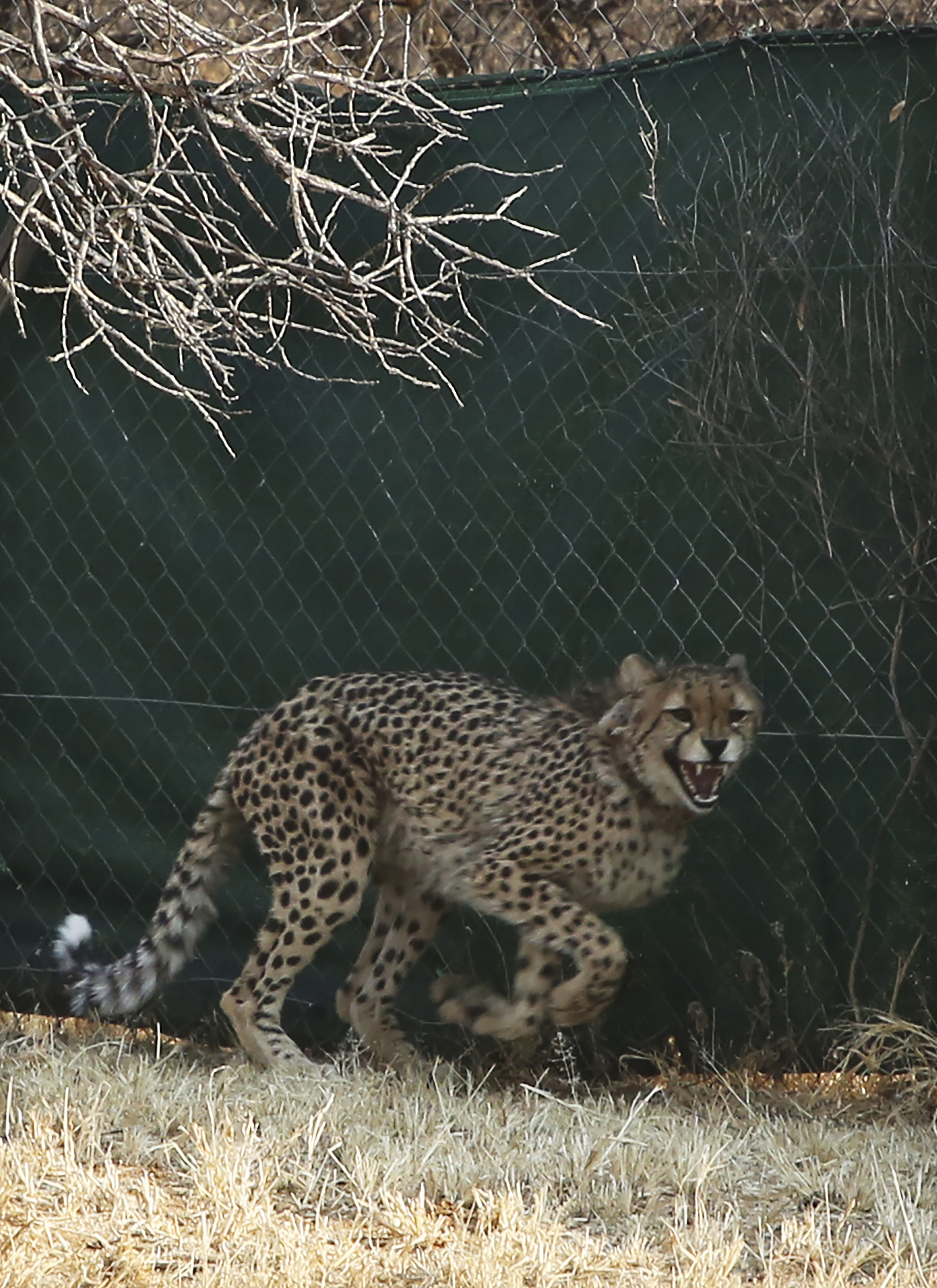 A cheetah is prepared for translocation at the Cheetah Conservation Fund (CCF) in Otjiwarongo, Namibia, Friday, Sept. 16, 2022. The CCF will travel to India this week to deliver eight wild cheetahs to the Kuno National Park in India. (AP Photo/Dirk Heinrich)