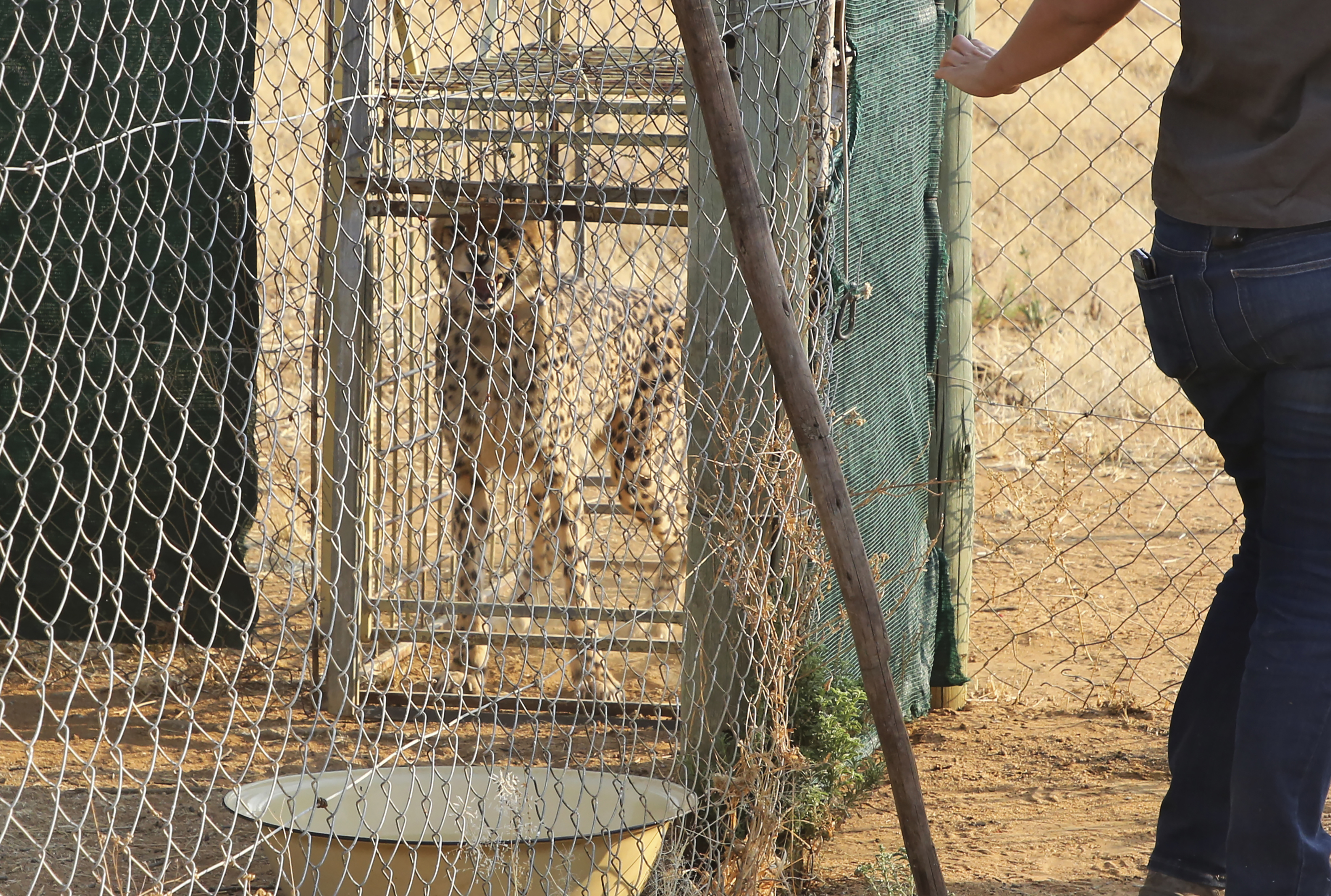 A cheetah lies inside a transport cage at the Cheetah Conservation Fund (CCF) in Otjiwarongo, Namibia, Friday, Sept. 16, 2022. The CCF will travel to India this week to deliver eight wild cheetahs to the Kuno National Park in India. (AP Photo/Dirk Heinrich)