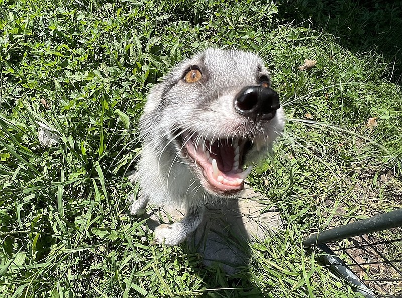 Arctic fox found in Soddy-Daisy shows why keeping wildlife as pets can be a  problem | Chattanooga Times Free Press