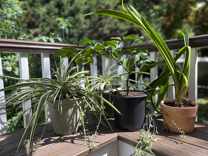 This Aug. 31, 2022, image provided by Jessica Damiano shows houseplants vacationing outdoors over summer. They will need to undergo a gradual transition back into the home to avoid shock. (Jessica Damiano via AP)