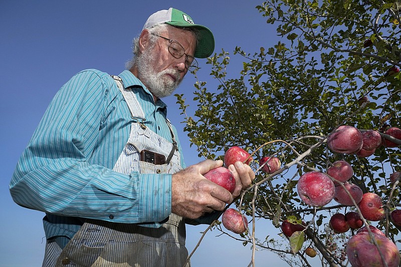 George Naylor looks over organic apples grown on his farm, last week, near Churdan, Iowa. Naylor, along with his wife Patti, began transitioning to organic crops in 2014. The demand for organics has increased so fast that the U.S. Department of Agriculture last month committed up to $300 million to help farmers switch from conventional crops.
(AP/Charlie Neibergall)