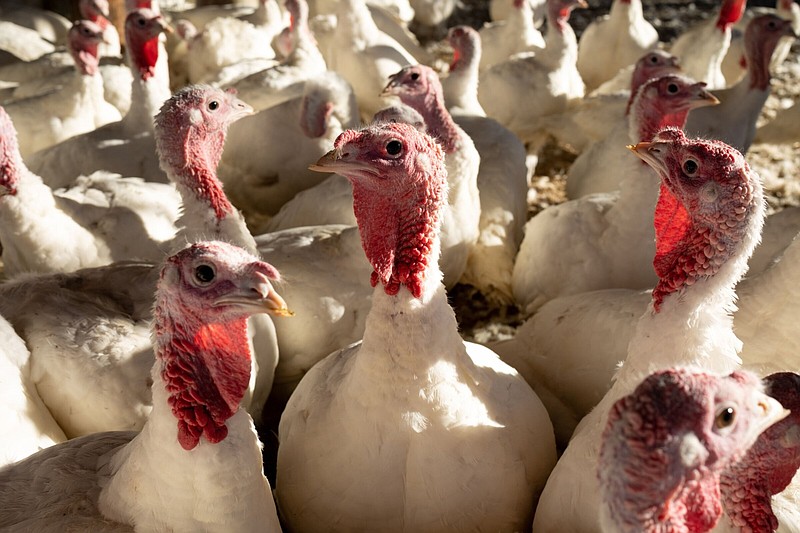 Domesticated turkeys are shown on a poultry farm in Orefield, Pa.
(Bloomberg News)
