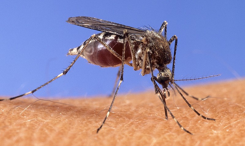 In this image provided by the USDA Agricultural Research Service, a mosquito stands upon human skin.(USDA Agricultural Research Service via AP, File)