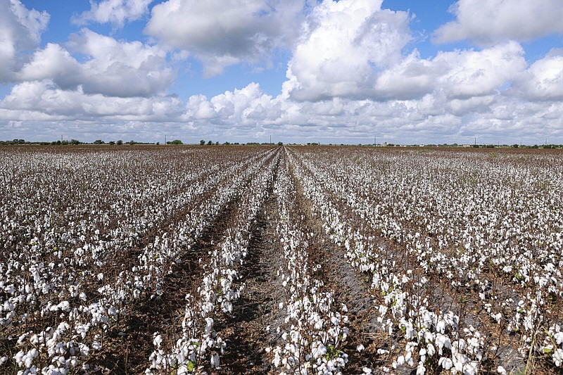 During a normal growing year, the tops of cotton plants like these at Brian Adamek's farm in Victoria would be full of cotton. This year s harvest had bottom-heavy cotton plants.
