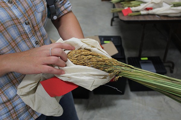 Arkansas seed grower adjusts farming practices in fight against climate