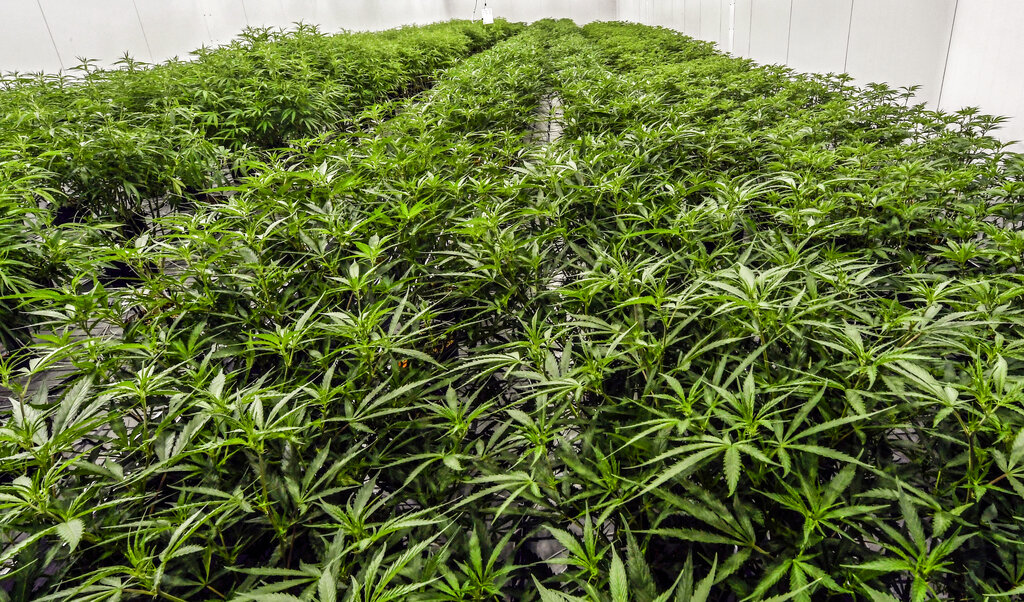 Arkansas medical marijuana sales on record pace - Vimarsana News