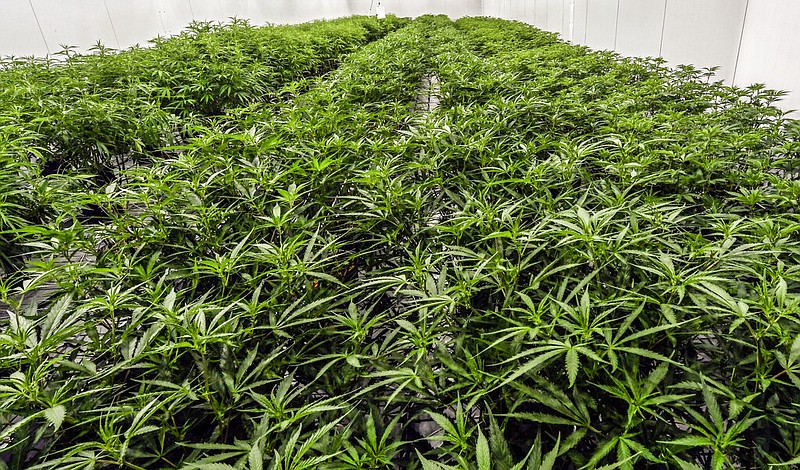 Medical marijuana plants are shown during a media tour of the Curaleaf medical cannabis cultivation and processing facility in Ravena, N.Y., in this Aug. 22, 2019 file photo. (AP/Hans Pennink)