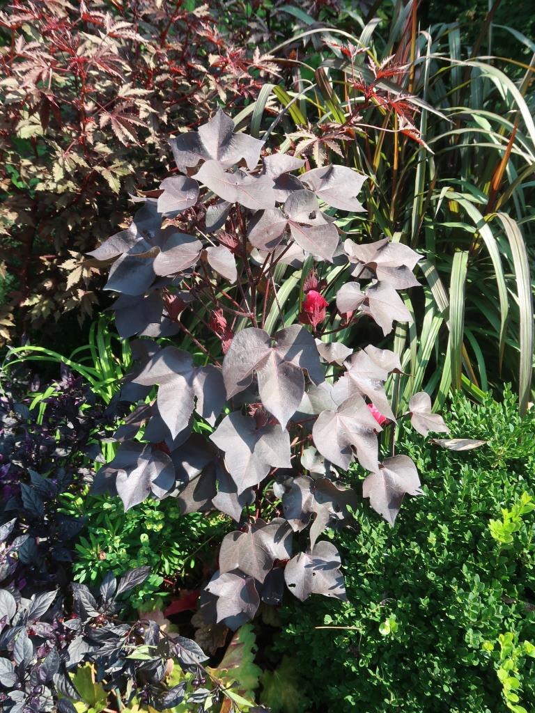Mystery plants: Ornamental cotton, Buddha Belly and Tropical ...