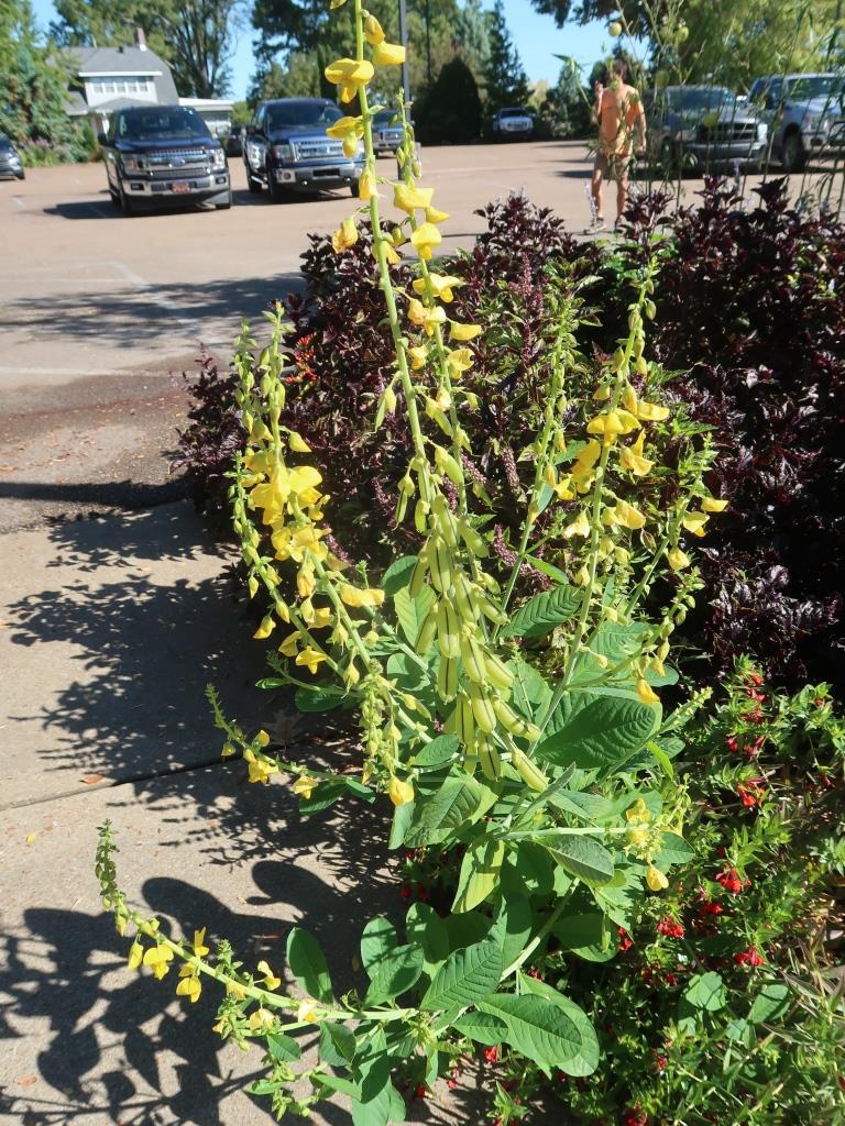 Mystery plants: Bush lespedeza, Mexican hydrangea, and Rattlebox | The ...