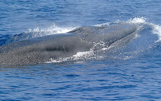 Newly discovered gulf whale on brink of extinction - Vimarsana News