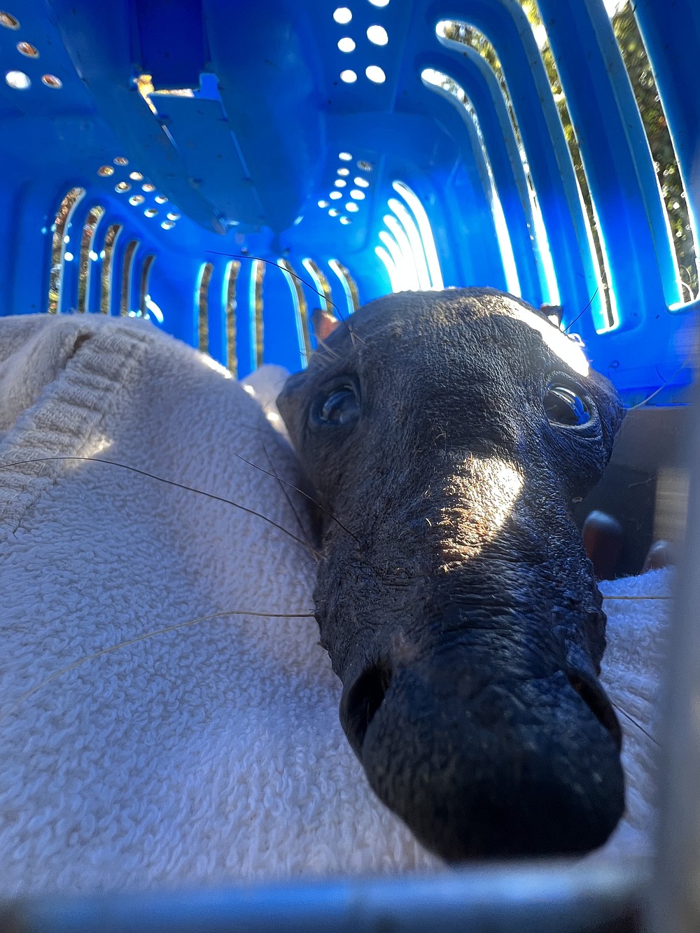 Local wildlife rescue cares for rare naked raccoon found in Chattanooga Chattanooga Times Free