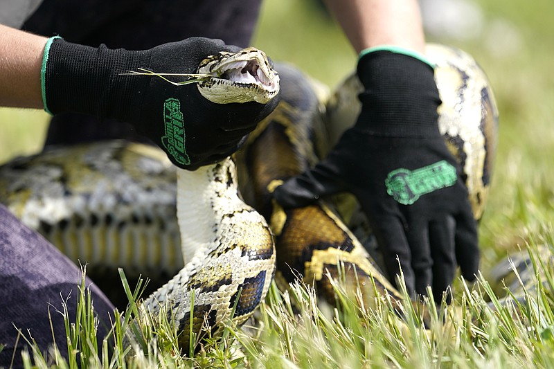 A Burmese python is held during a safe capture demonstration on June 16, 2022, in Miami.(AP Photo/Lynne Sladky, File)