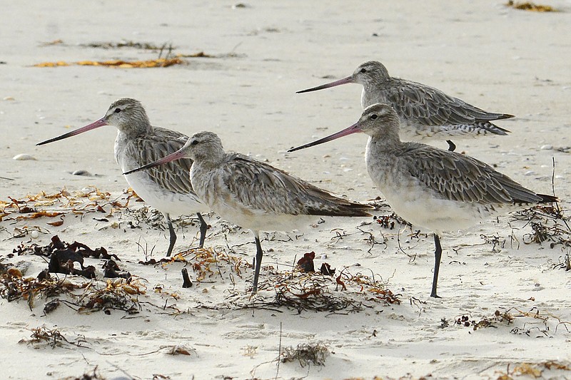 Bar-tailed godwits stand on the beach at Marion Bay in Australia's Tasmania state on Feb. 17, 2018. (Eric Woehler via AP)
