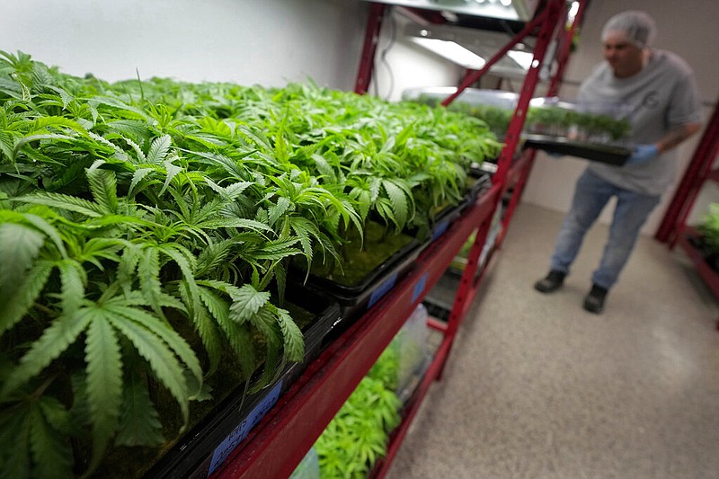 Michael Stonebarger sorts young cannabis plants at a marijuana farm operated by Greenlight in Grandview, Mo., in this Oct. 31, 2022 file photo. (AP/Charlie Riedel)