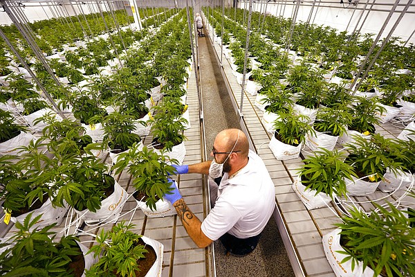 Maryland, Missouri voters approve recreational marijuana - Vimarsana News