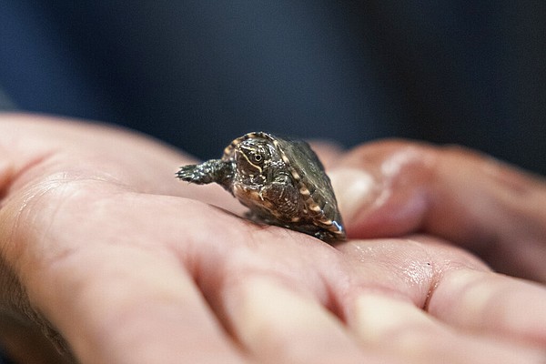 Turtles in demand as pets, leading to a spike in poaching - Vimarsana News