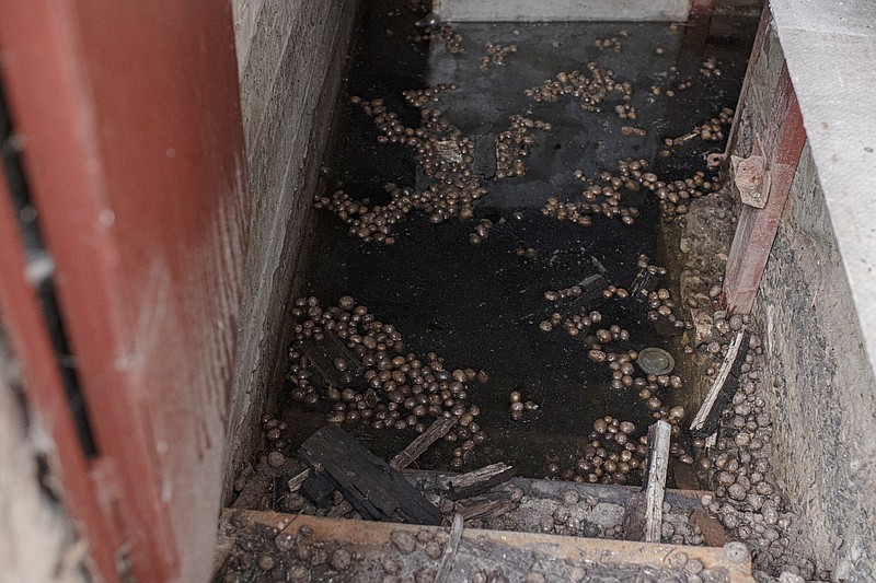Potatoes float in a flooded basement of Olga Lehan's house in the village of Demydiv, about 40 kilometers (24 miles) north of Kyiv, Ukraine, Tuesday, Nov. 2, 2022. Olga Lehan's home near the Irpin River was flooded when Ukraine destroyed a dam to prevent Russian forces from storming the capital of Kyiv just days into the war. Weeks later, the water from her tap turned brown from pollution. (AP Photo/Andrew Kravchenko)