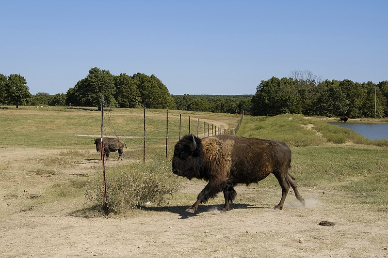 A bison lopes through a pasture gate on a Cherokee Nation ranch in Bull Hollow, Okla., on Sept. 27, 2022. Births and additional bison transplants from various locations have boosted the population to about 215. The herd roams a 500-acre pasture in Bull Hollow, an unincorporated area of Delaware County about 70 miles northeast of Tulsa and near the small town of Kenwood. (AP Photo/Audrey Jackson)