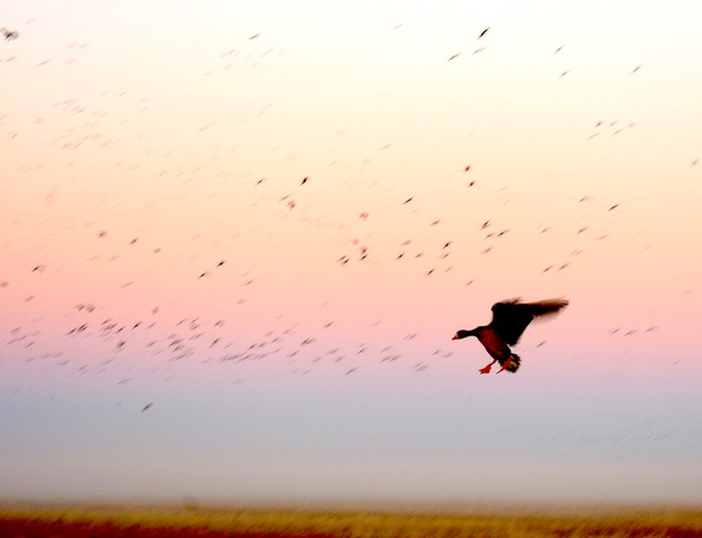 Waterfowl woes: Avian flu a major concern for ducks, geese in Arkansas - Vimarsana News