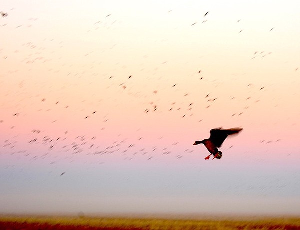 Arkansas waterfowl report - Vimarsana News