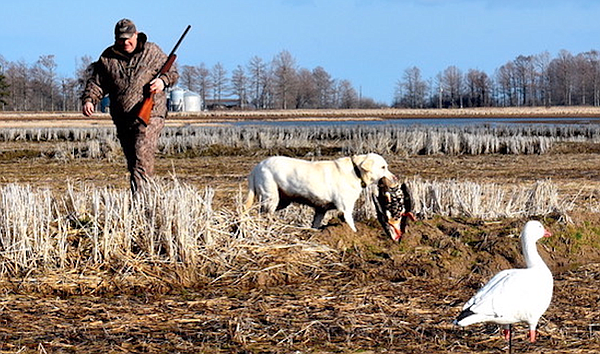 Avian flu killing waterfowl in Arkansas - Vimarsana News