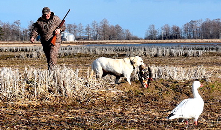 Highly pathogenic avian influenza is affecting waterfowl, particularly young snow geese, from Poinsett County to Drew County (Arkansas Democrat-Gazette/Bryan Hendricks).