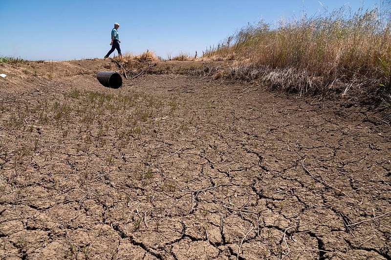 Rice farmer Don Bransford walks past a dry ditch in May that usually brings water to his 1,800 acres of rice fields near Williams, Calif. He did not grow any rice this year because of limited water in the drought.
(The Sacramento Bee (TNS)/Paul Kitagaki Jr.)