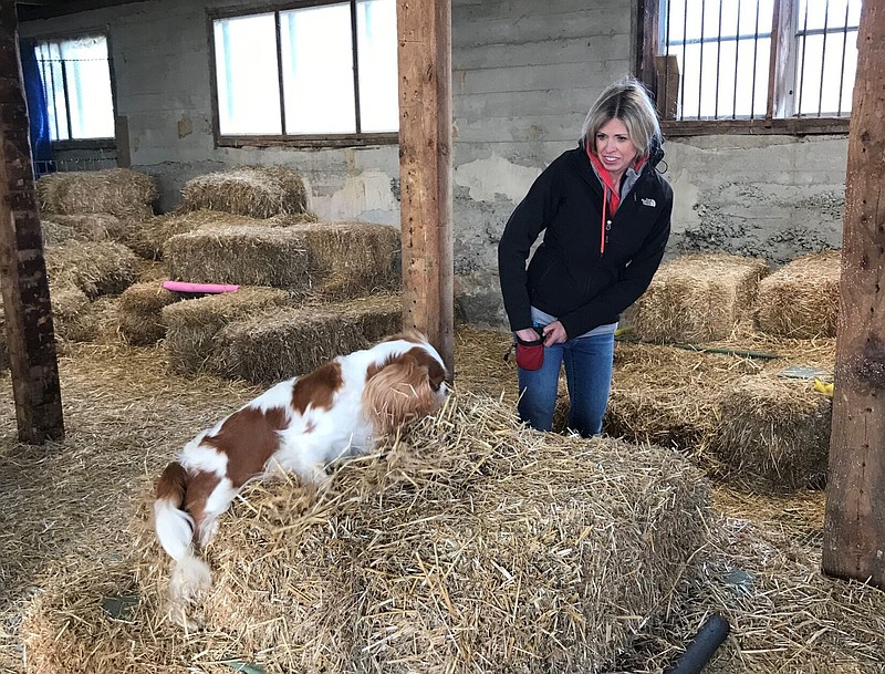 Sophie, a Cavalier King Charles Spaniel, lets owner Sonya Baker know she's found a tube containing a rat during a barn hunt at Liberty Hill Pet Resort in Bealeton, Va., on Sunday, Nov. 13, 2022. (Cathy Dyson/The Free Lance-Star via AP)