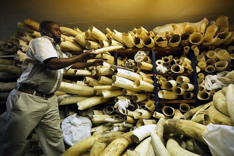 FILE - A Zimbabwe National Parks official inspects some of the elephant tusks during a tour of ivory stockpiles in Harare, May, 16, 2022. (AP Photo/Tsvangirayi Mukwazhi, File)