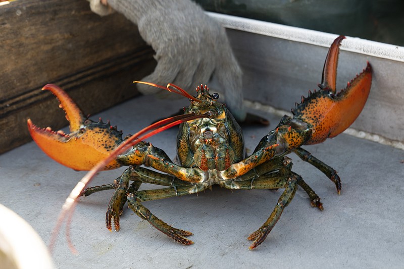 FILE - A lobster rears its claws after being caught off Spruce Head, Maine, Aug. 31, 2021. (AP Photo/Robert F. Bukaty, File)