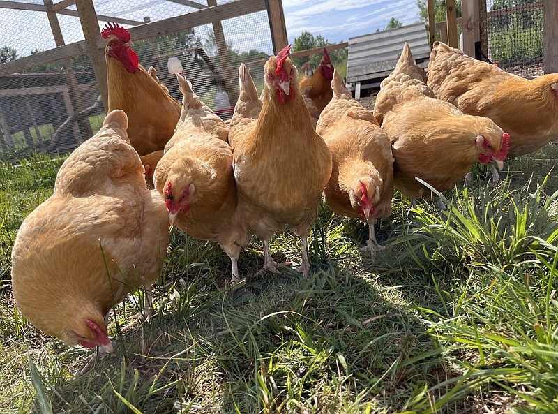FILE — Buff Orpington backyard chickens in Alma are shown. 
(Special to The Commercial/ University of Arkansas System Division of Agriculture /John Lovett)