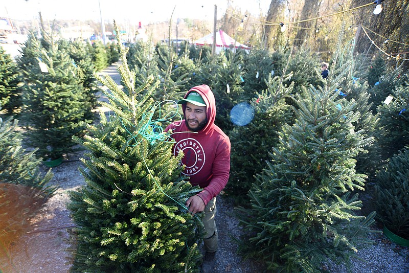 Staff Photo by Matt Hamilton / Cristo Mendoza puts out a tree to replace a tree after it was sold at the Weaver Tree Farm sales location on Signal Mountain Road on Monday, November 28, 2022.