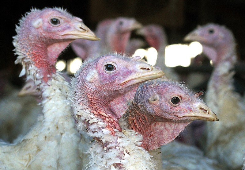 In this Nov. 2, 2005 file photo, turkeys are pictured at a turkey farm near Sauk Centre, Minn. (AP Photo/Janet Hostetter, File)